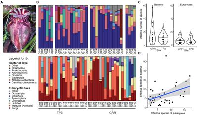 Characterization and Comparison of Convergence Among Cephalotus follicularis Pitcher Plant-Associated Communities With Those of Nepenthes and Sarracenia Found Worldwide